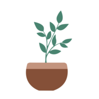 Zamioculcas Plant Illustration png