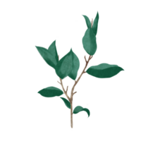 Leaves Plant Illustration png