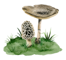 Fly agaric amanita panther cap poisonous mushroom and morel fungi growing in grass watercolor illustration png
