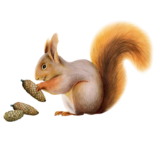 Cute furry orange squirrel holding pine cone watercolor illustration for woodland forest designs png
