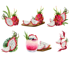 Red pink pitaya dragon fruits watercolor illustration set with whole pitaya, slices compositions. Realistic botanical drawing of exotic cactus plant for summer flavors and designs png