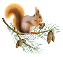 Orange red squirrel on spruce tree branch with pine cones watercolor illustration of forest animal png