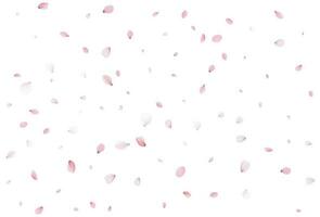 Sakura flying petals, romantic background. vector