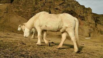 White brown three Icelandic horses stands by mountain isolated in sunny day by ring road video