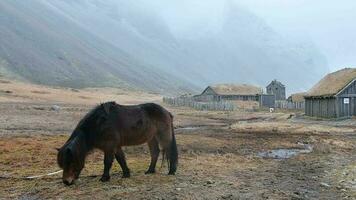 dichtbij omhoog mooi bruin IJslands paard staan en voeden in besneeuwd conditie. Vestrahorn en stoksheid in IJsland video