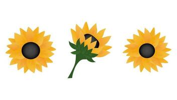 conjunto de girasoles elemento para diseño aislado en blanco antecedentes. vector