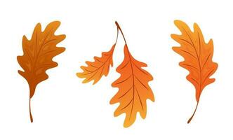 Set of oak autumn leaves. Element for design isolated on white background. vector