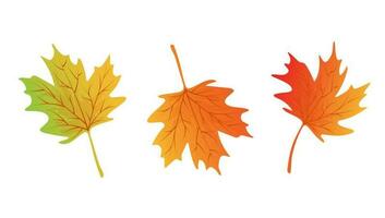 Set of maple autumn leaves. Element for design isolated on white background. vector