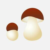 Mushroom cep. Element for design isolated on white background. vector
