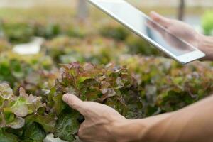 agricultura ecológica, granja de ensaladas. los agricultores vuelven a verificar el registro de calidad en la aplicación en la tableta. vegetales hidropónicos crecen naturalmente. jardín de invernadero, biológico ecológico, sano, vegetariano, ecología foto