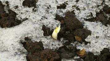 tiro de lapso de tiempo de la nieve que se derrite que revela el brote de la flor del azafrán video
