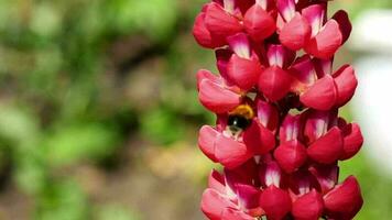 abejorro recogiendo néctar y polen de las flores de lupino rojo. video