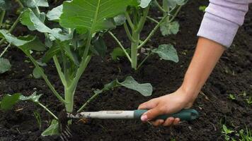 Hands works the soil with tools, broccoli plants in vegetable garden close up video