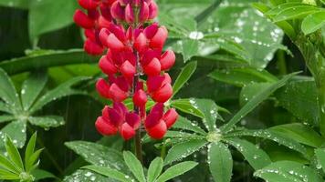 röd lupin blommor och löv med regndroppar, efter regn, långsam rörelser, lupinus vargaktig video