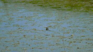 la libellula depone le uova sullo stagno video