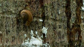 Schnecke, die auf dem Holz gleitet. Weichtierschnecken mit hellbraun gestreiftem Gehäuse video