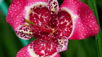 Blooming Pink Tigridia pavonia flower also known as Peacock flower with raindrops video