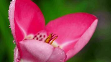 Blooming Pink Tigridia pavonia flower also known as Peacock flower with raindrops video