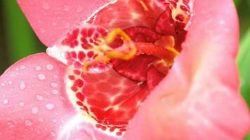 Blühende rosafarbene Tigridia-Pavonia-Blume mit Regentropfen, auch bekannt als Pfauenblume video