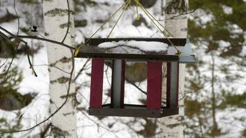 Birds eating seeds from the feeder, winter day video