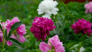 pivoine fleur. rouge blanc et violet pivoine fleurs épanouissement dans le jardin. grille concentrer video