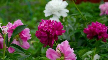 Peony flower. Red white and purple peony flowers blooming in the garden. Rack focus video