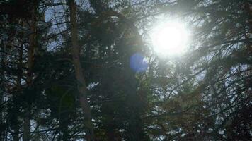 Sonnenschein durch das Überdachung von das Bäume, Aussicht von Seilbahn in der Nähe von belokurikha Erholungsort, altai video