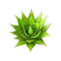 succulent usine, aloès Vera succulent plante aloès émodine la graine génératif ai png