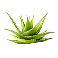 Aloe Vera Plant Gel Skin  Generative Ai png