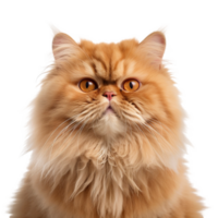 persisch Katze auf transparent Hintergrund, erstellt mit generativ ai png