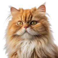 Persian cat on transparent background, created with generative AI png