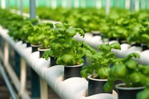 hidroponia con agua tubo tubo medios de comunicación ambiental planta profesional fotografía ai generado foto