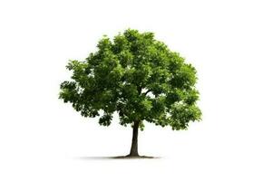 photo of green tree white isolated background AI Generated