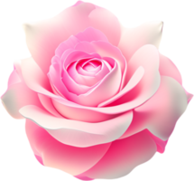 Rosa Rose. generativ ai png