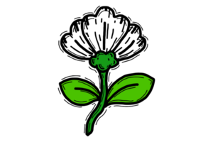 Spring Flower Illustration - White Daisy flower png