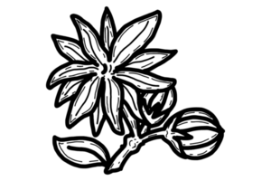 Färbung von Frühling Blume Illustration - - Jasmin Blume png