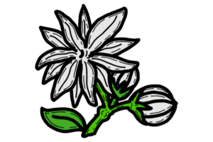 Spring Flower Illustration - Jasmine Flower png