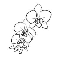 Orchid flowers, outline vector illustration