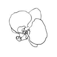 Orchid flowers, outline vector illustration