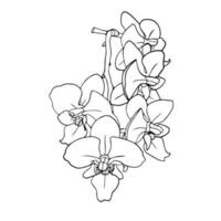 Orchid flowers, outline vector illustration