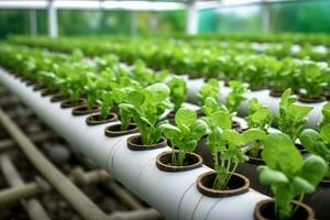 hydroponics with water pipe tube media environmental plant profesional photography ai generated photo