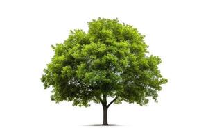 foto de verde árbol blanco aislado antecedentes ai generado