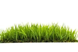 photo of grass white isolated background AI Generated