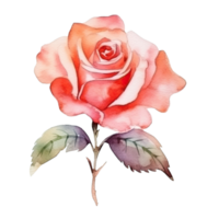 Cute watercolor rose flower. Illustration AI Generative png