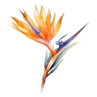 mignonne aquarelle strelitzia fleur. illustration génératif ai png