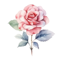 Cute watercolor rose flower. Illustration AI Generative png