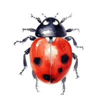 Watercolor Ladybug Isolated. Illustration AI Generative png