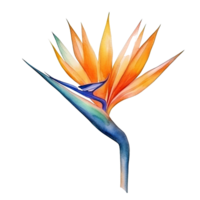 carino acquerello strelitzia fiore. illustrazione generativo ai png