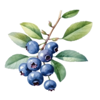 WatercolorBlueberry Isolated. Illustration Generative AI png