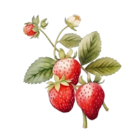 Watercolor Strawberry Isolated. Illustration AI Generative png